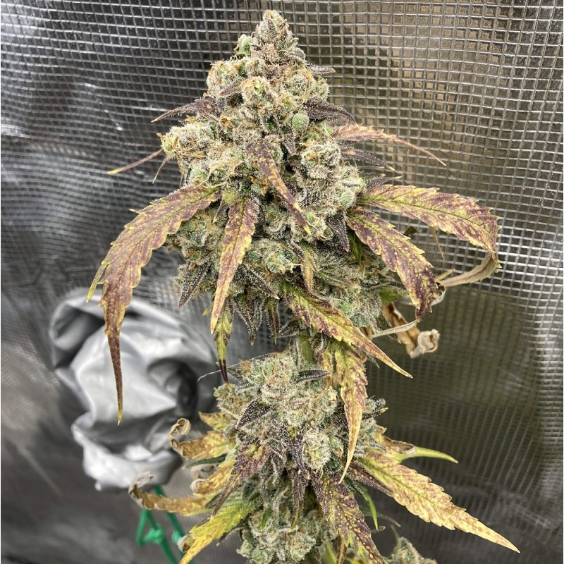 Nasiona marihuany Mango Sugar - opis odmiany konopi