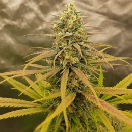 Medyczne nasiona marihuany Medical Kush CBD - opis odmiany konopi