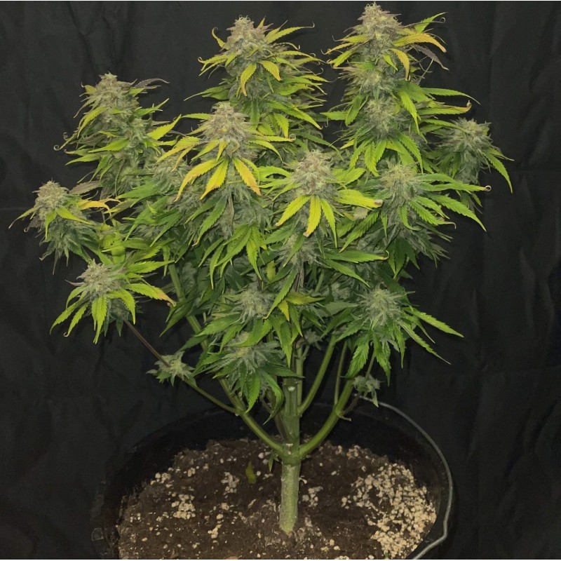 Nasiona marihuany White Skunk Amnesia - opis odmiany konopi