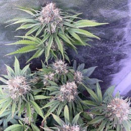 Nasiona marihuany Northern White Lights THC - opis odmiany konopi