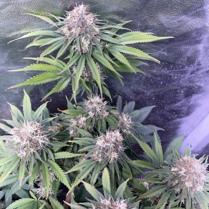 Nasiona marihuany Northern White Lights THC - opis odmiany konopi