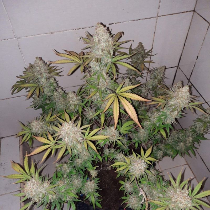 Nasiona marihuany Big Bud Radical XXL - odmiana konopi