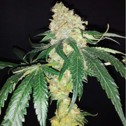 Nasiona marihuany automatyczne Auto Absolute Herer NL - odmiana konopi