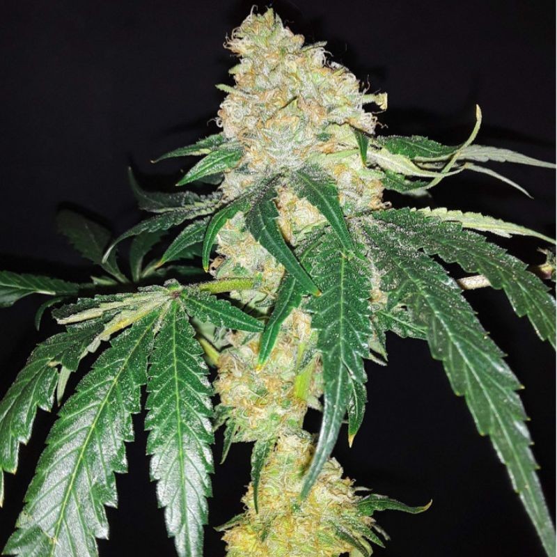 Nasiona marihuany automatyczne Auto Absolute Herer NL - odmiana konopi