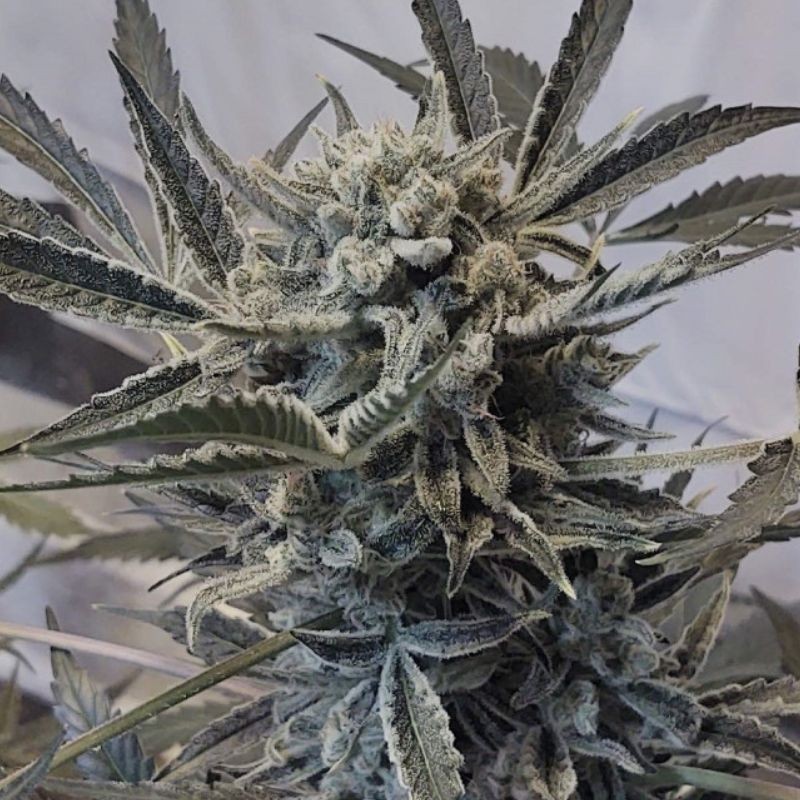 Nasiona marihuany automatyczne Auto Amazing Domina - odmiana konopi