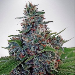 Nasiona marihuany automatyczne Auto Absolute Herer Blue - odmiana konopi