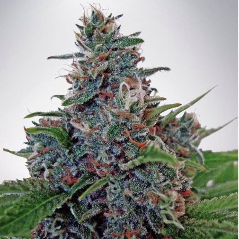 Nasiona marihuany automatyczne Auto Absolute Herer Blue - odmiana konopi