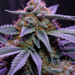 Nasiona marihuany Blueberry Haze - odmiana konopi