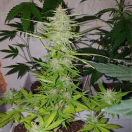 Nasiona marihuany automatyczne Auto Nordes Cridigal - odmiana konopi