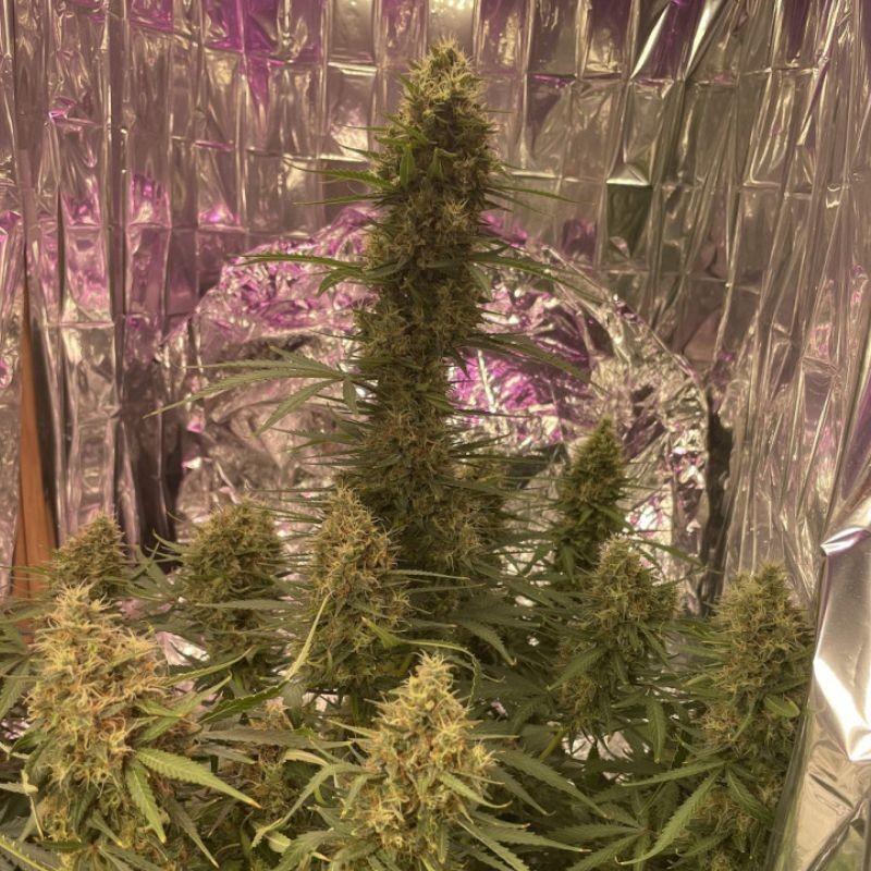 Nasiona marihuany automatyczne Auto Rittus Haze - odmiana konopi