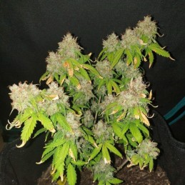 Nasiona marihuany OG Kush Utopia - opis odmiany konopi