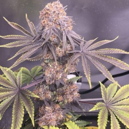 Nasiona marihuany automatyczne New York Diesel Auto - opis odmiany konopi