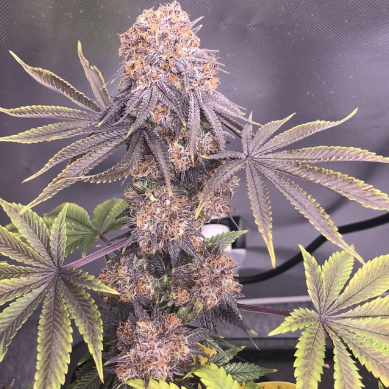 Nasiona marihuany automatyczne New York Diesel Auto - opis odmiany konopi