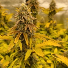 Nasiona marihuany automatyczne Bubbas Gift Auto - odmiana konopi