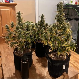 Nasiona marihuany Super California Skunk - opis odmiany konopi