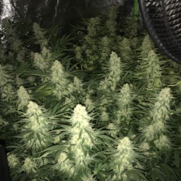 Nasiona marihuany Snow White - opis odmiany konopi