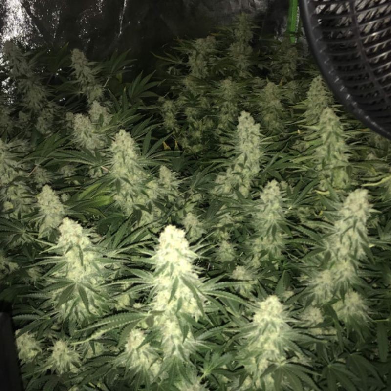 Nasiona marihuany Snow White - opis odmiany konopi