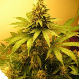 Nasiona marihuany Swiss Cheese - opis odmiany konopi