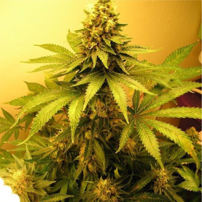 Nasiona marihuany Swiss Cheese - opis odmiany konopi