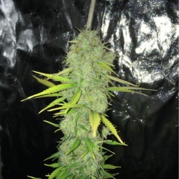 Nasiona marihuany automatyczne Northern Lights Harlequin Auto - opis odmiany konopi