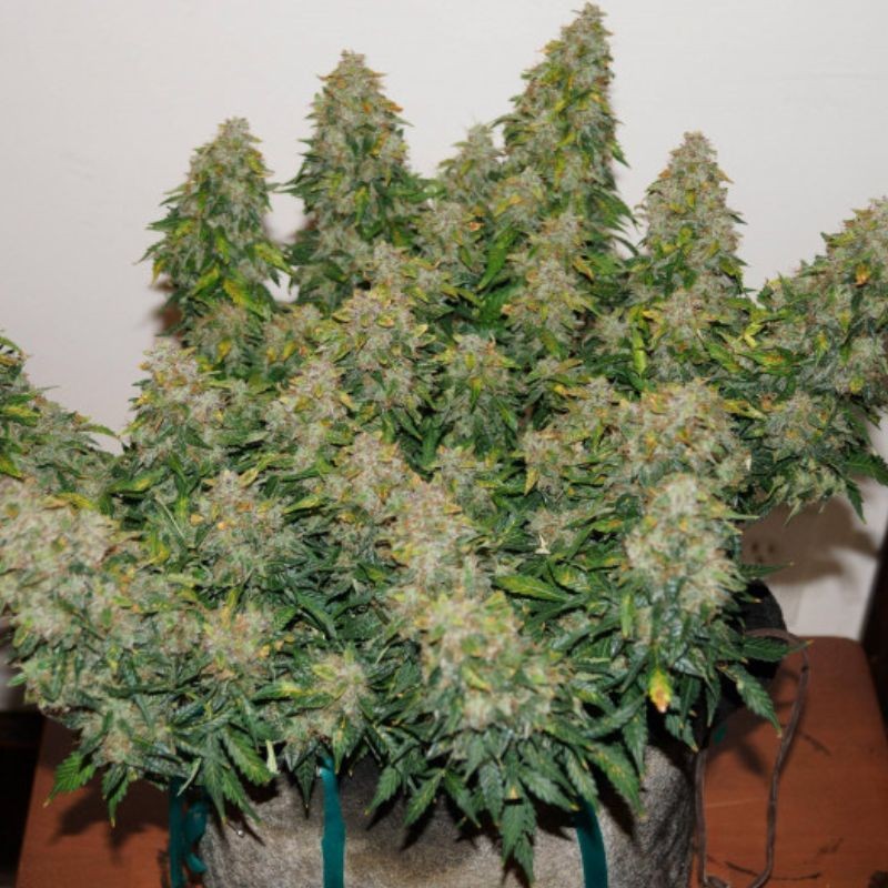 Nasiona marihuany Northern Bangi Light - opis odmiany konopi