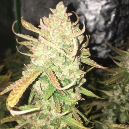 Nasiona marihuany automatyczne Blueberry Kush Auto - odmiana konopi