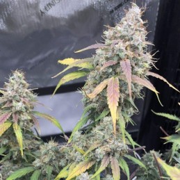 Nasiona marihuany automatyczne Aurora Indica - odmiana konopi