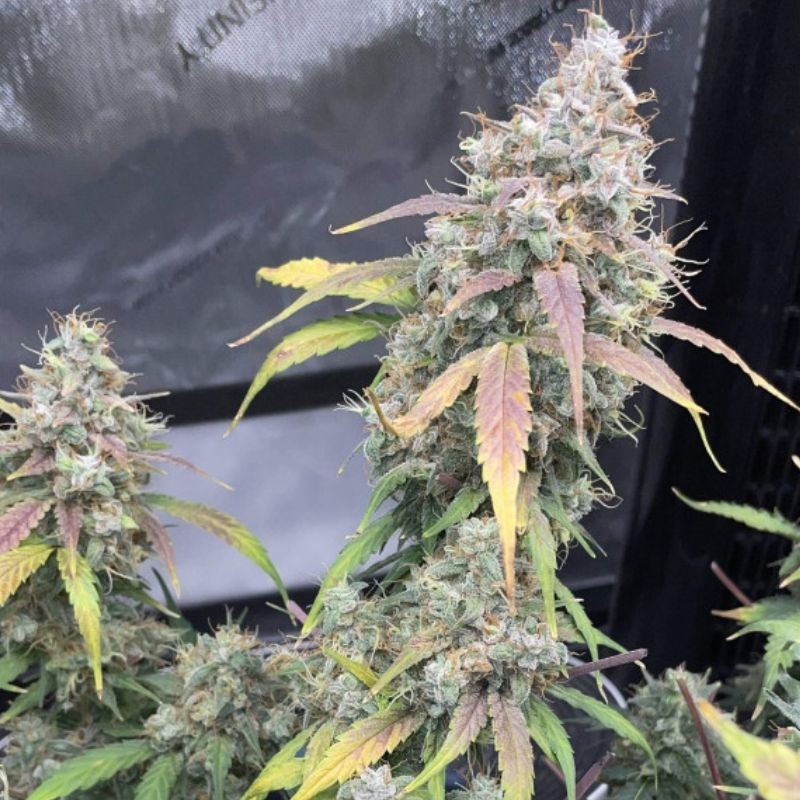 Nasiona marihuany automatyczne Aurora Indica - odmiana konopi