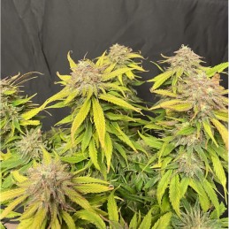 Nasiona marihuany automaty Zkittlez Malawi Auto - opis odmiany konopi