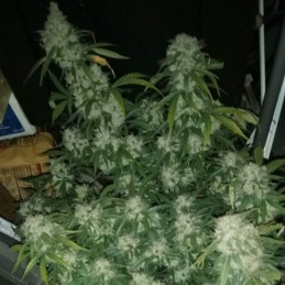 Nasiona marihuany Marruecos Beldia - opis odmiany konopi