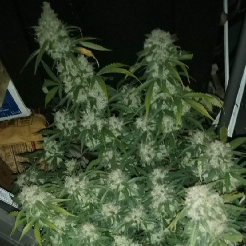 Nasiona marihuany Marruecos Beldia - opis odmiany konopi