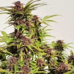 Nasiona marihuany automatyczne Purple Haze Auto - opis odmiany konopi