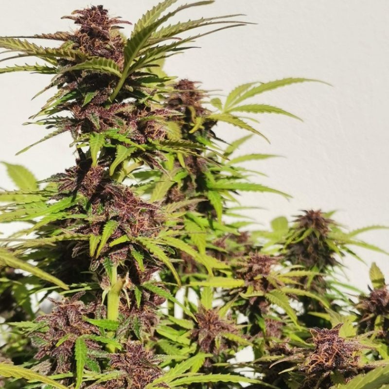 Nasiona marihuany automatyczne Purple Haze Auto - opis odmiany konopi