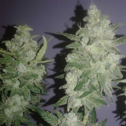 Nasiona marihuany Gelato - odmiana konopi