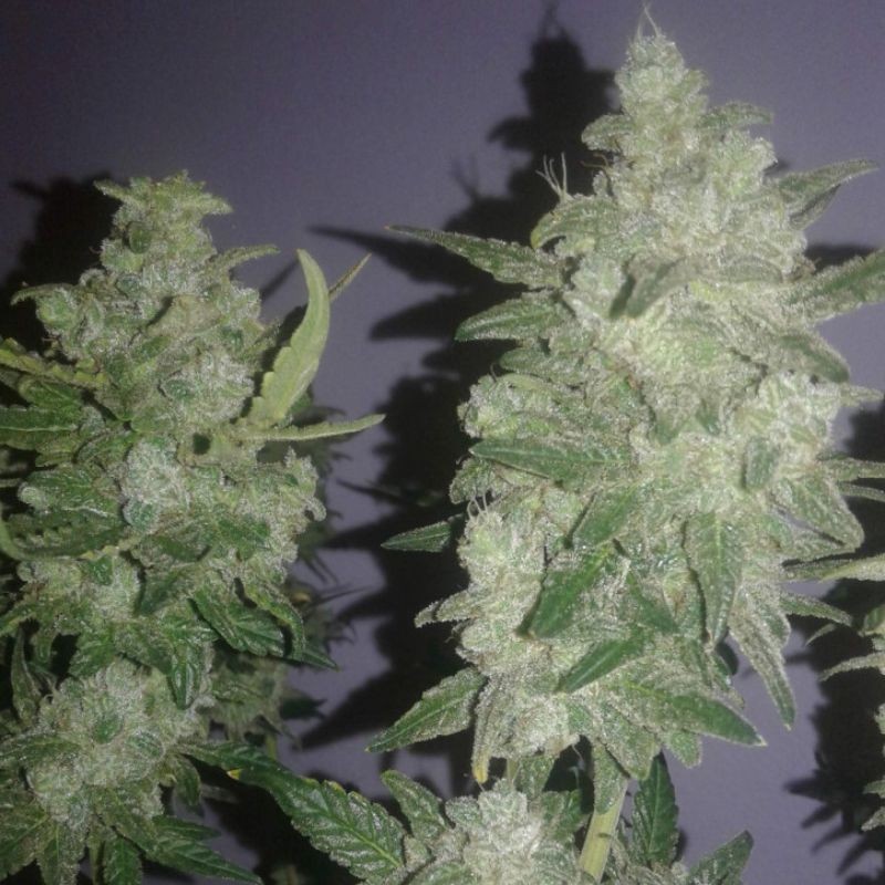 Nasiona marihuany Gelato - odmiana konopi