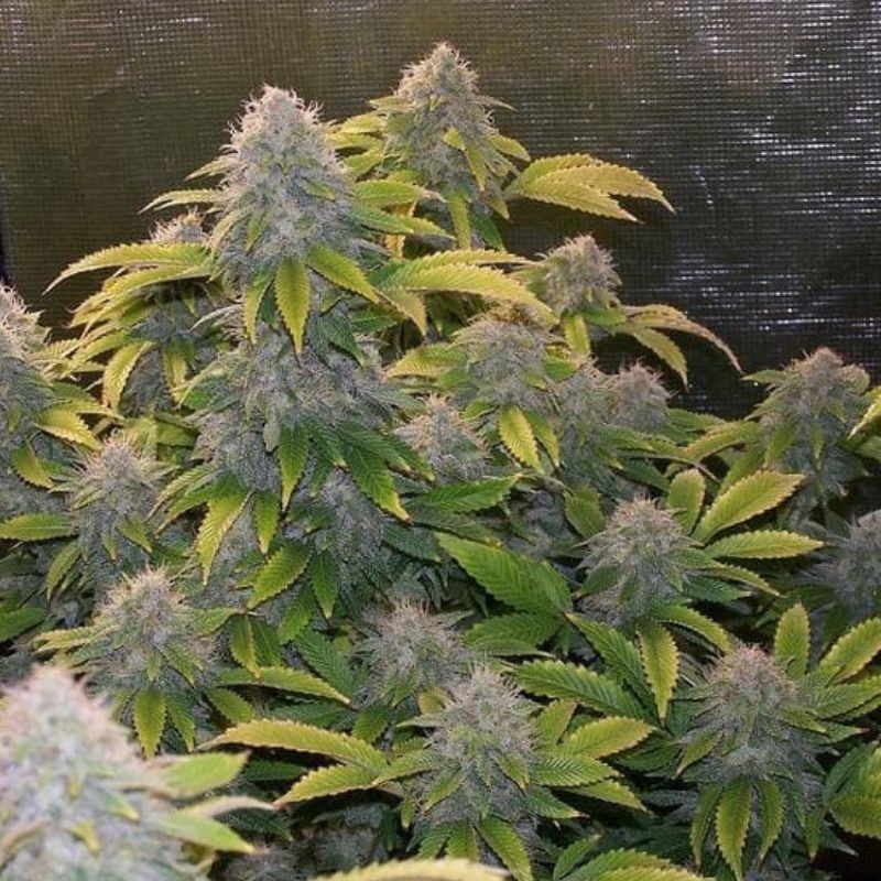Nasiona marihuany Nepal Bruce Banner - opis odmiany konopi