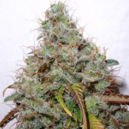 nasiona marihuany White Berry - opis odmiany konopi