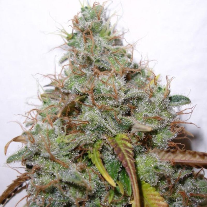 nasiona marihuany White Berry - opis odmiany konopi