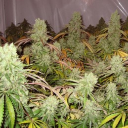 Nasiona marihuany Ice Cream Chitral Haze - opis odmiany konopi
