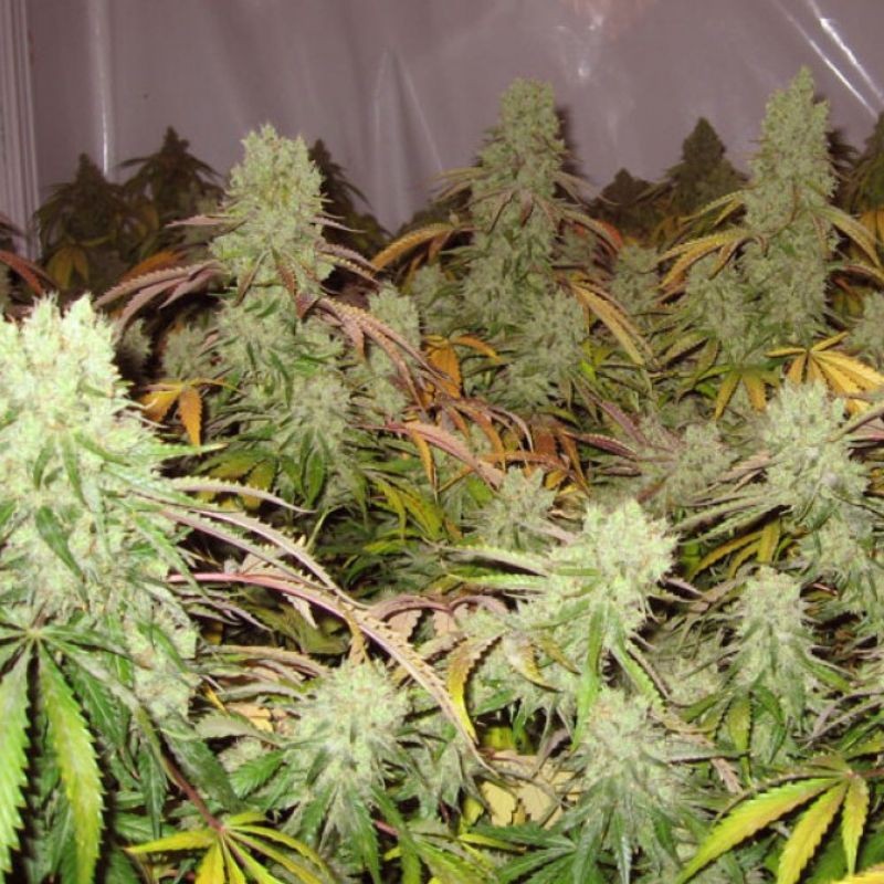 Nasiona marihuany Ice Cream Chitral Haze - opis odmiany konopi