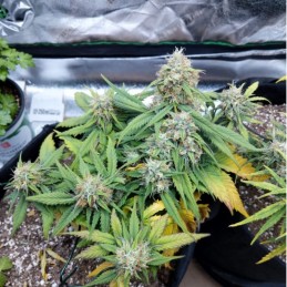 Nasiona marihuany Belladonna Jack Matic - odmiana konopi