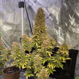 Nasiona marihuany automatyczne Auto Jack - odmiana konopi