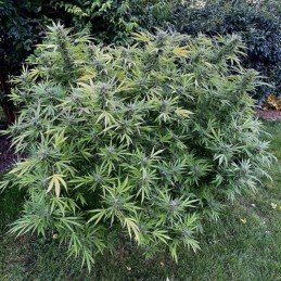 Nasiona marihuany Pepper Haze Early Maroc - opis odmiany konopi