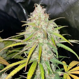 Medyczne nasiona marihuany White Widow Grizzly CBD - opis odmiany konopi