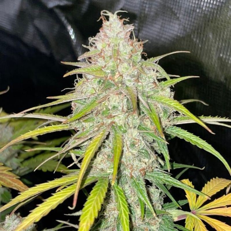 Medyczne nasiona marihuany White Widow Grizzly CBD - opis odmiany konopi