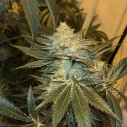 medyczne nasiona marihuany White Mamba Negra CBD - opis odmiany konopi