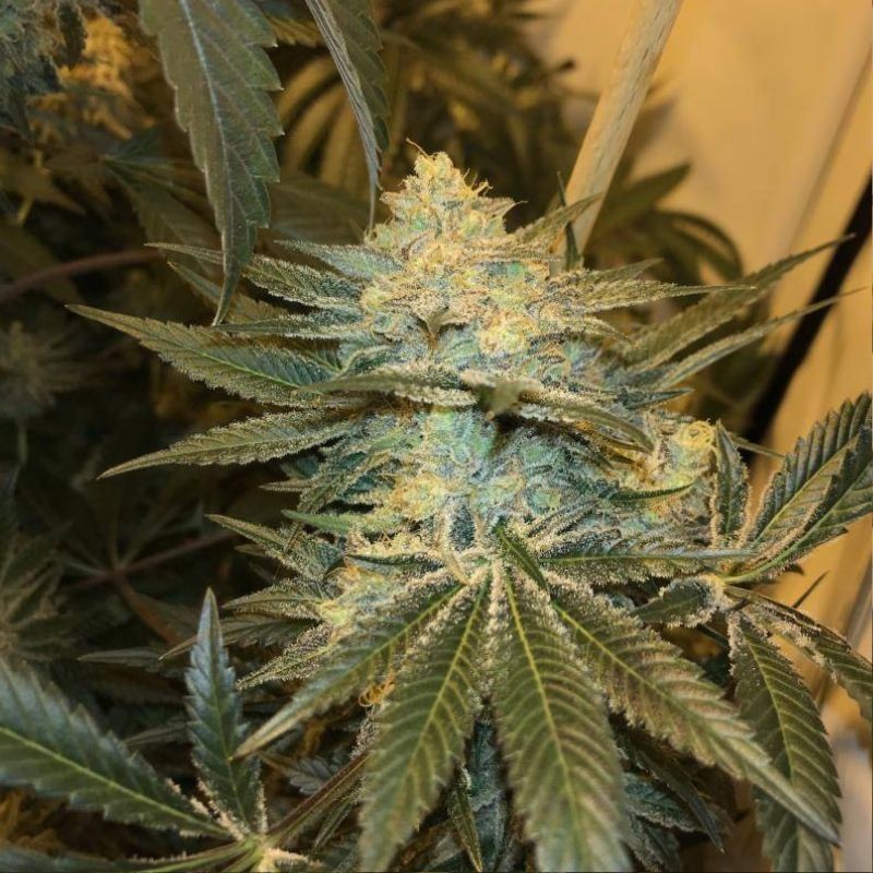 medyczne nasiona marihuany White Mamba Negra CBD - opis odmiany konopi