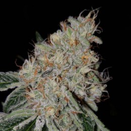 Nasiona marihuany Tutankhamon Cafe Racer - opis odmiany konopi