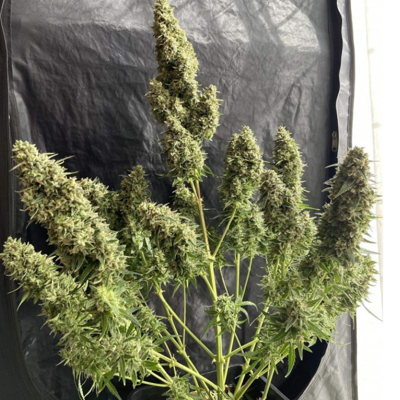 Nasiona marihuany Anubis Anubis - odmiana konopi