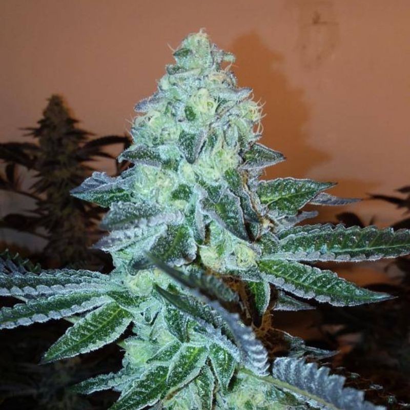 Nasiona marihuany Anubis Chocolopez - odmiana konopi